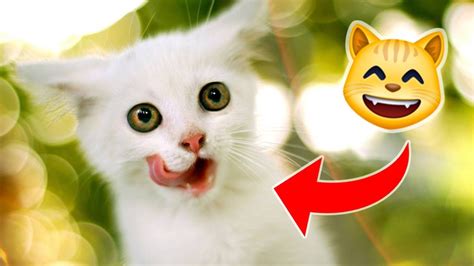 chatcomeet|mini chat vidéo.